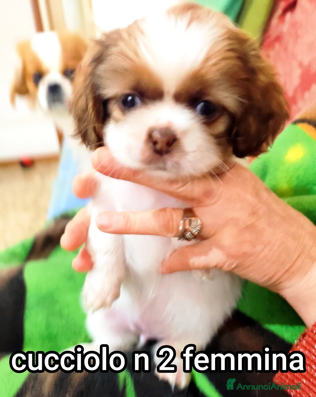 Meticcio cani in vendita: Bellissimi cuccioli cercano amore e casa   - Annuncio 5