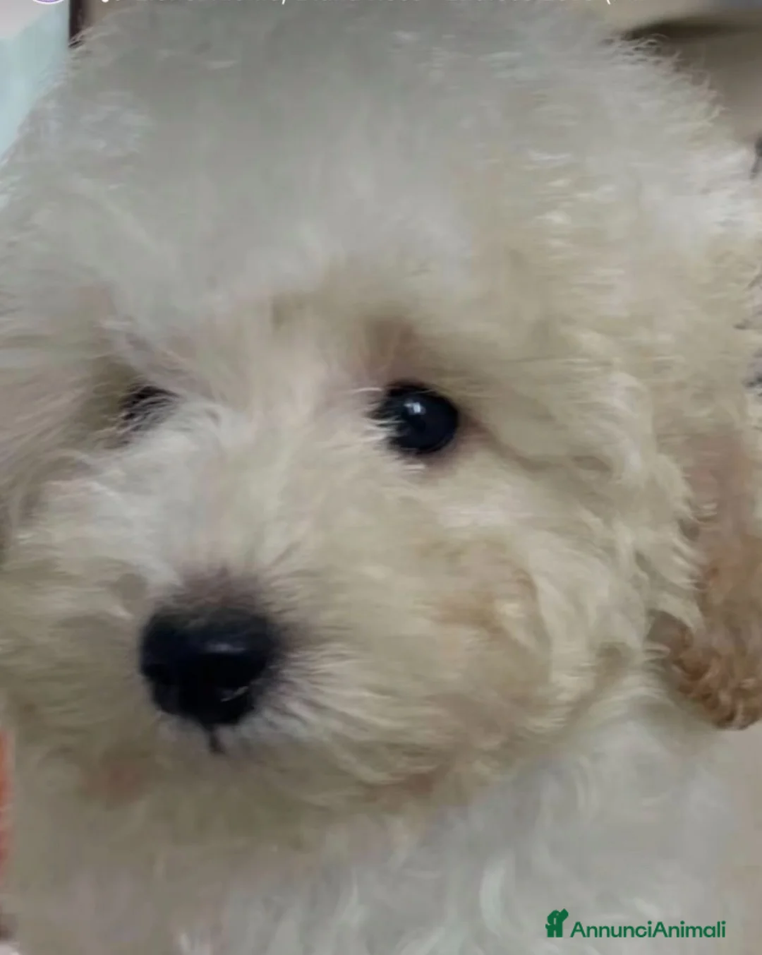 Barboncino Toy cani in vendita: Cucciole da Barboncini Toy Cert. con Pedigree ENCI - Annuncio 3