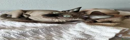 Sphynx gatti in vendita: Gattini Sphynx  - Annuncio 6