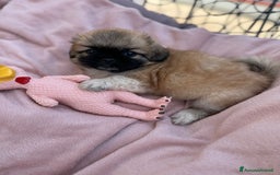 Pechinese cani in vendita: Cuccioli pechinese  a Рим - Immagine 5