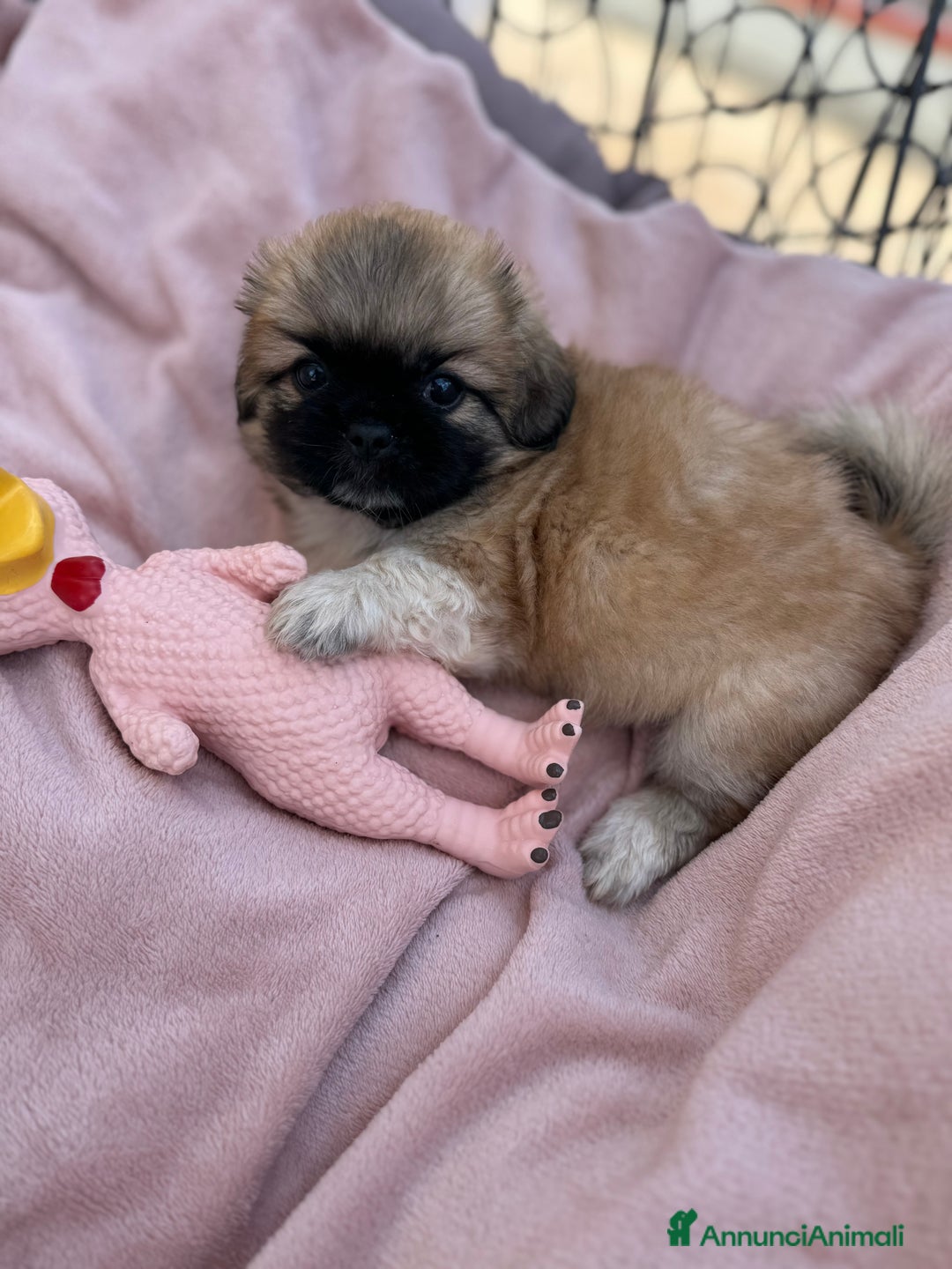 Pechinese cani in vendita: Cuccioli pechinese  a Рим - Immagine 5
