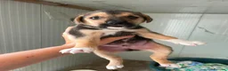 Meticcio cani in regalo: TARZAN e JANE - Annuncio 7