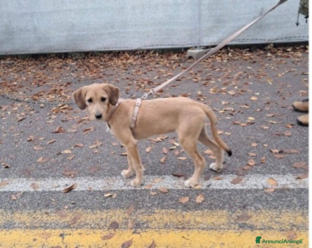 Meticcio cani in regalo: Mimi'9mesi tg media contenuta salita in FRIULI SOS - Annuncio 3