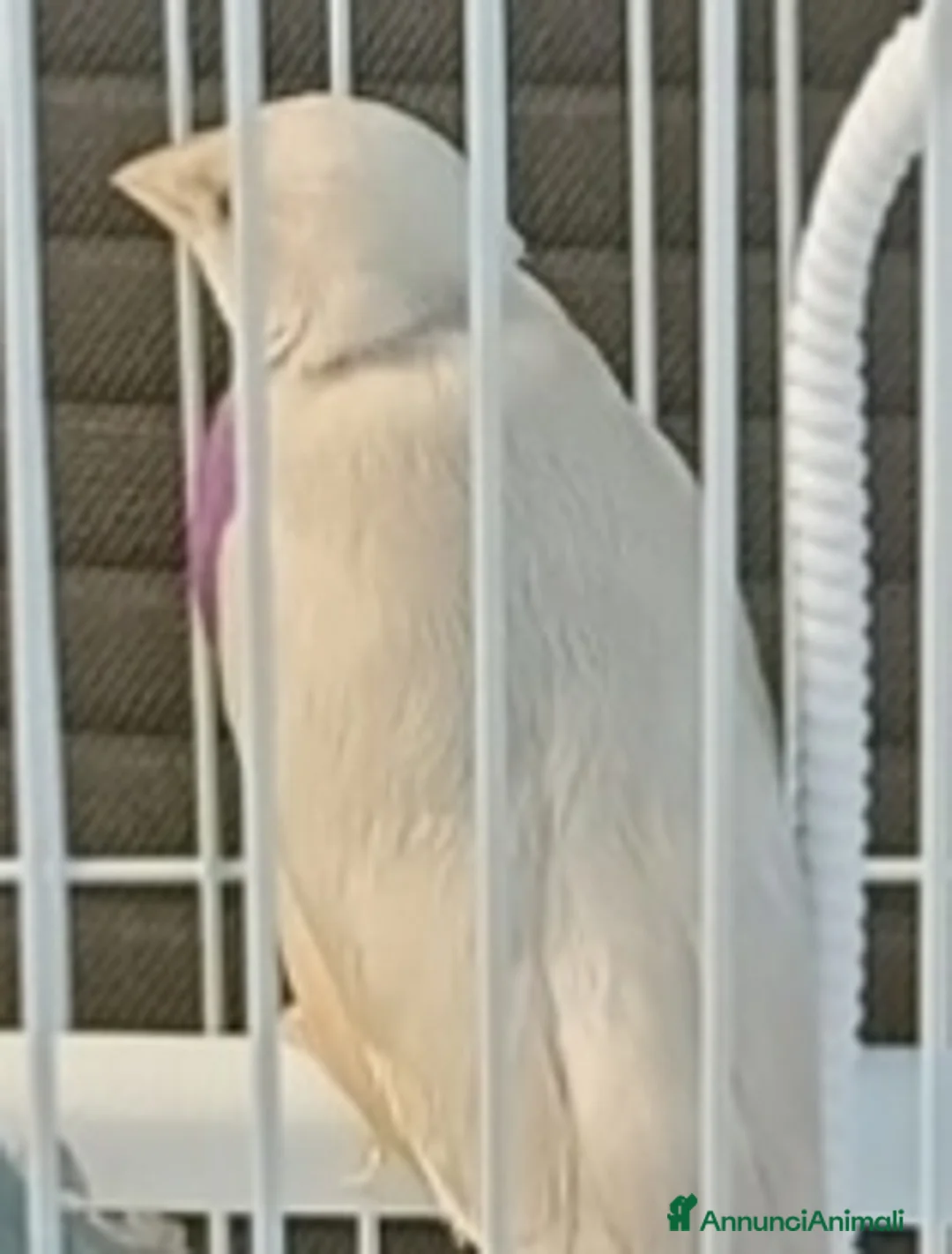 Meticcio cani in vendita: Diamante di Gould - Maschio e Femmina - Annuncio 4