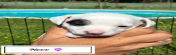 Jack Russell cani in vendita: Jack Russel Terrier  a Provincia di Brescia - Annuncio 11