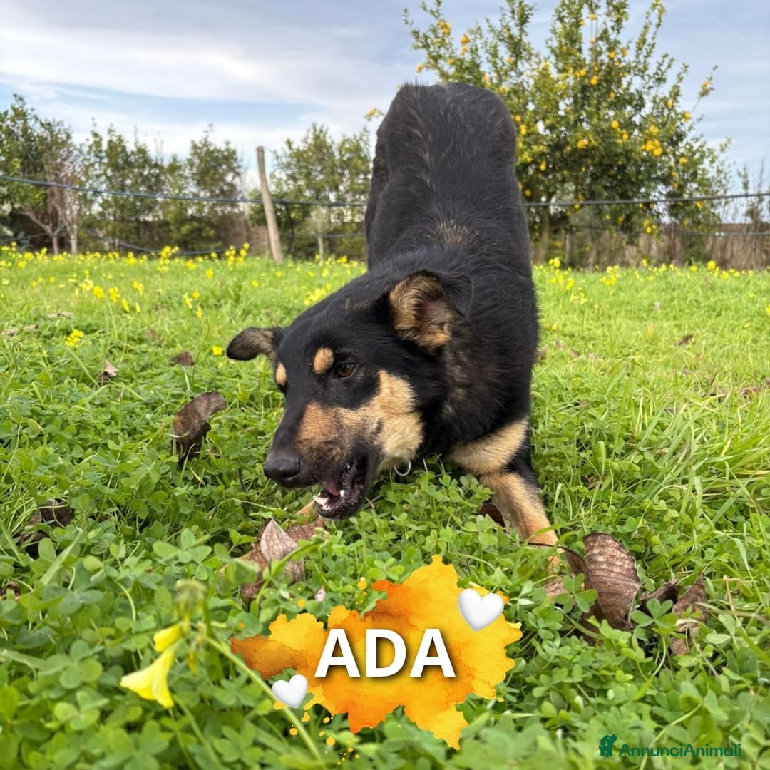 Meticcio cani ADA 🩷 -cucciola bellissima ha bisogno di una casa - Annuncio 27