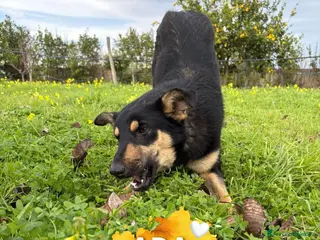 Meticcio cani ADA 🩷 -cucciola bellissima ha bisogno di una casa - Annuncio 38