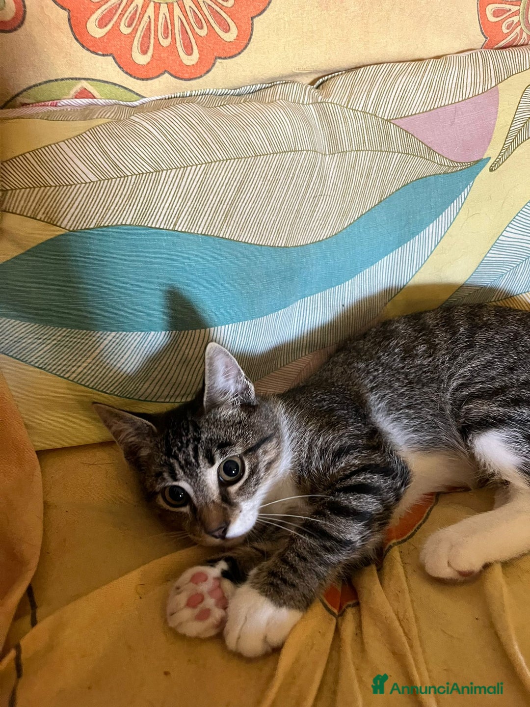Europeo gatti in regalo: Gattino maschio di 4 mesi - Annuncio 3
