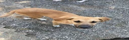 Meticcio cani in regalo: Frank dolcissimo cucciolo caffellatte a Lecco - Annuncio 3