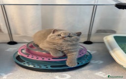 British gatti in vendita: British Shorthair  - Immagine 1