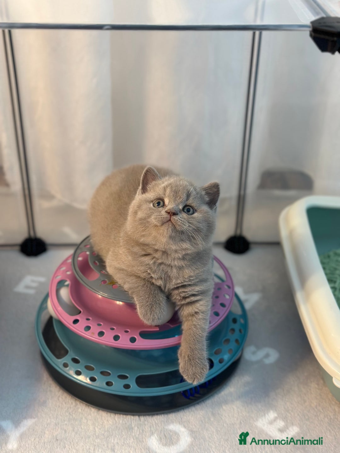 British gatti in vendita: British Shorthair  - Immagine 1