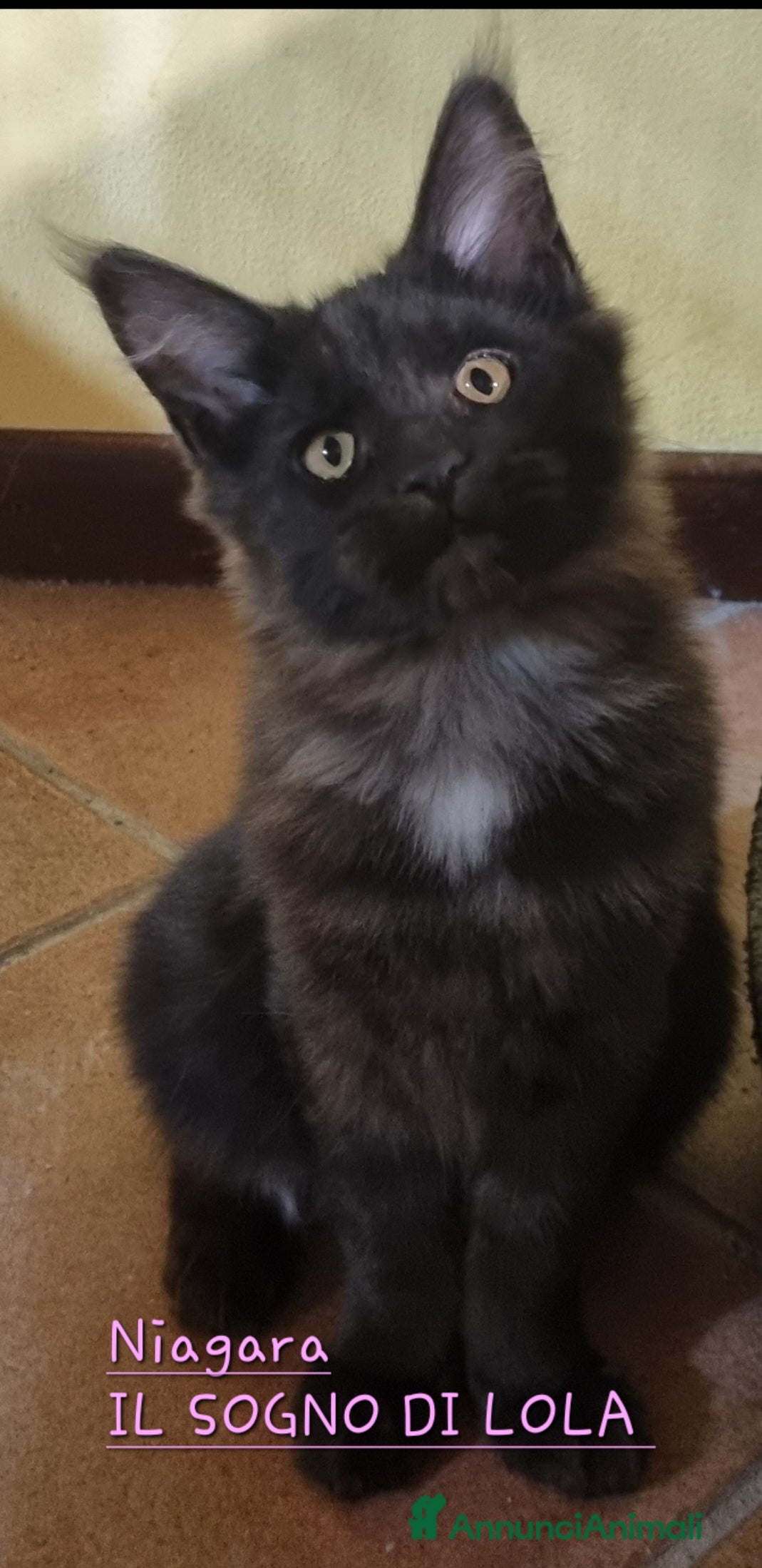 Maine Coon gatti TENERISSIMA CUCCIOLA MAINE COON PEDIGREE ANFI - Annuncio 11