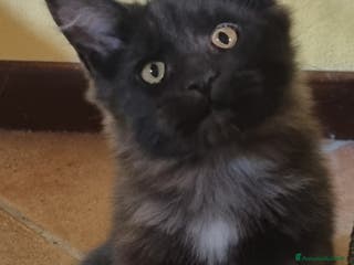 Maine Coon gatti TENERISSIMA CUCCIOLA MAINE COON PEDIGREE ANFI - Annuncio 14