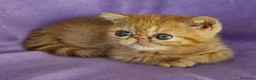 Exotic Shorthair gatti in vendita: Dolce femmina exotic shorthair - Annuncio 2
