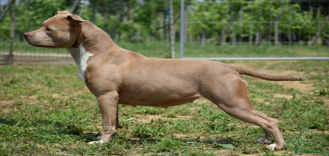 Immagine della galleria {{count}}