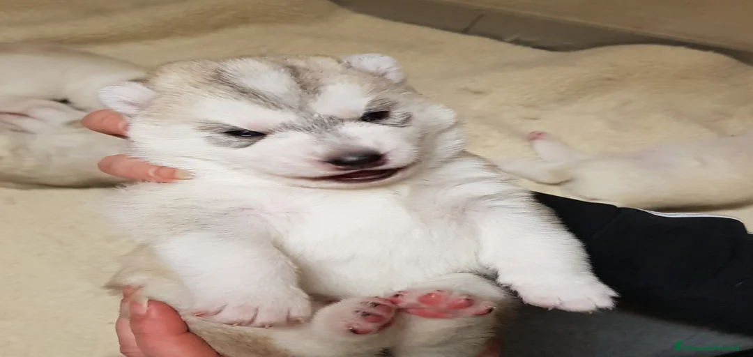 Immagine della galleria {{count}}