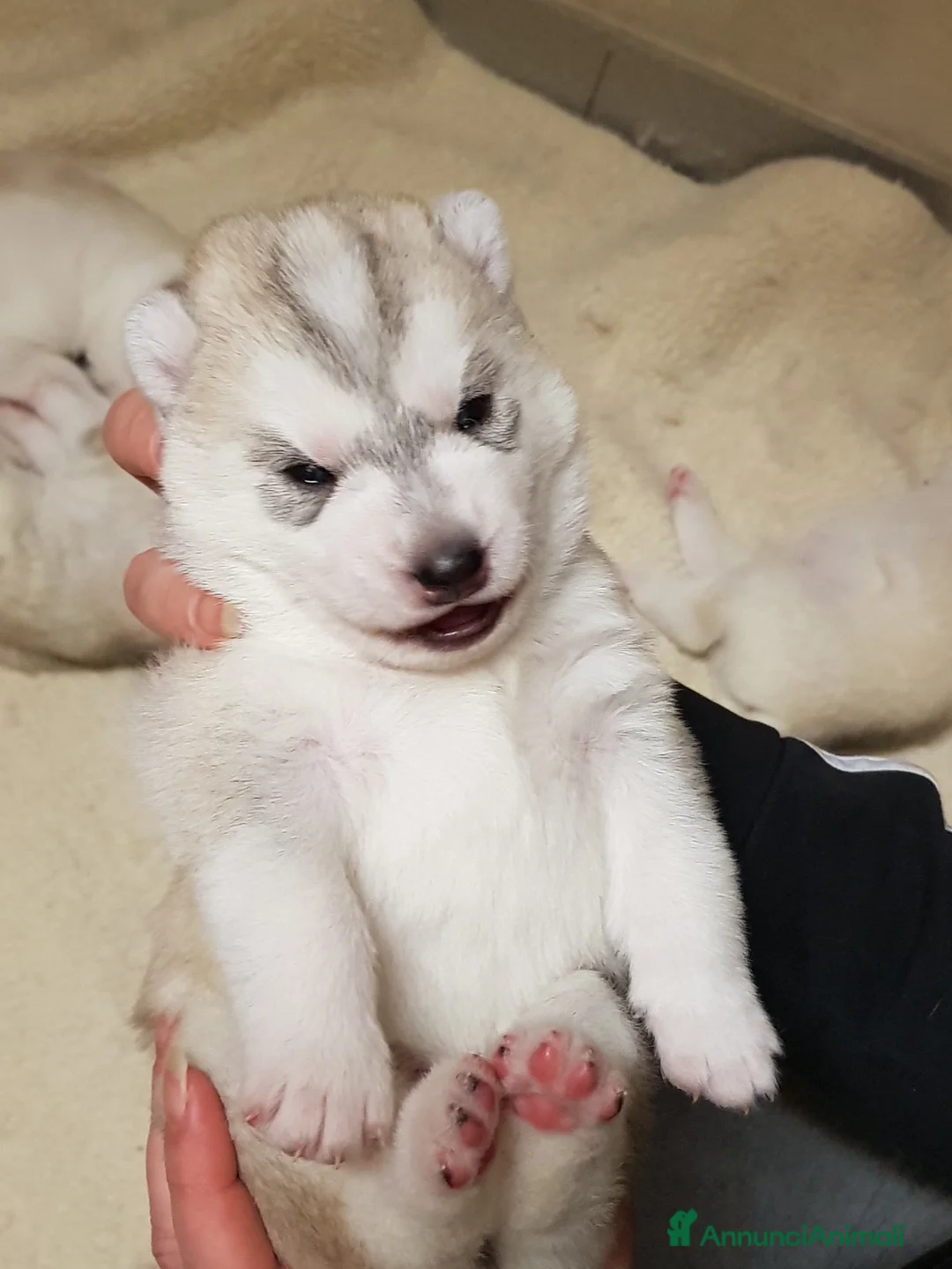 Immagine della galleria {{count}}