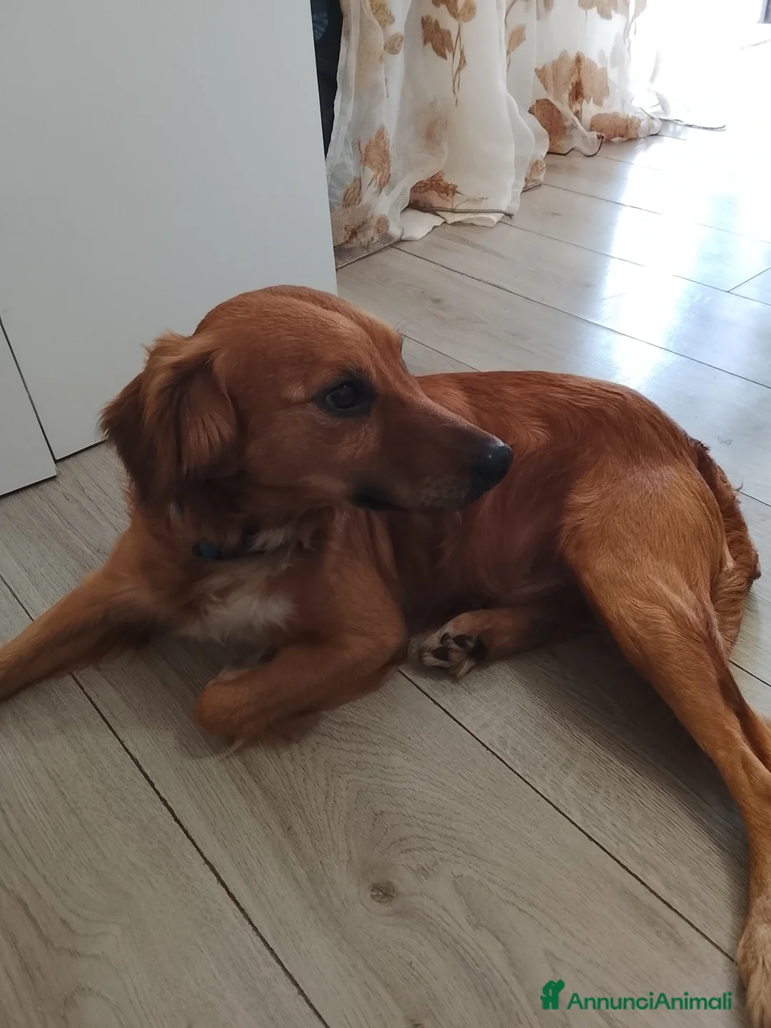 Meticcio cani in regalo: Cane regalo - Annuncio 1