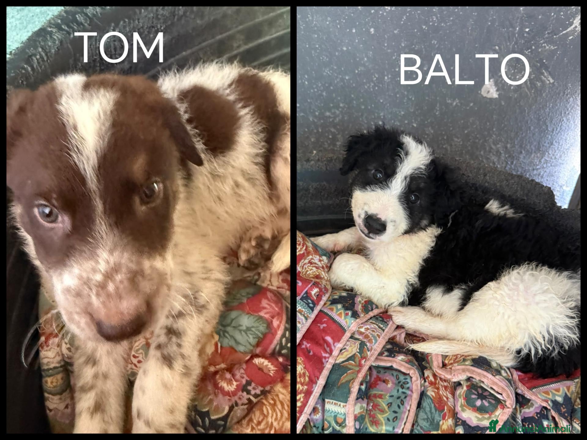 Meticcio cani Due cuccioli, taglia media!  - Annuncio 8