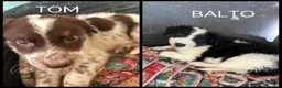 Meticcio cani in regalo: Due cuccioli, taglia media!  - Annuncio 1