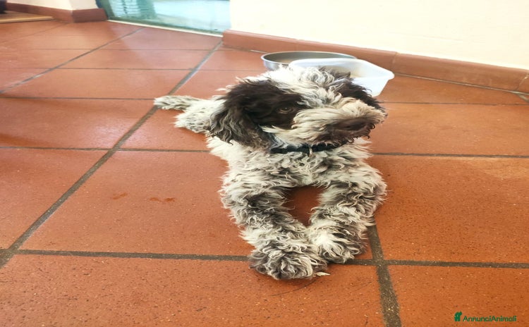 Lagotto cani a Provincia di Cosenza - Annuncio 1