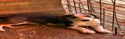 Meticcio cani in regalo: FRODO, affettuoso cucciolo TG PICCOLA vi aspetta! - Annuncio 3