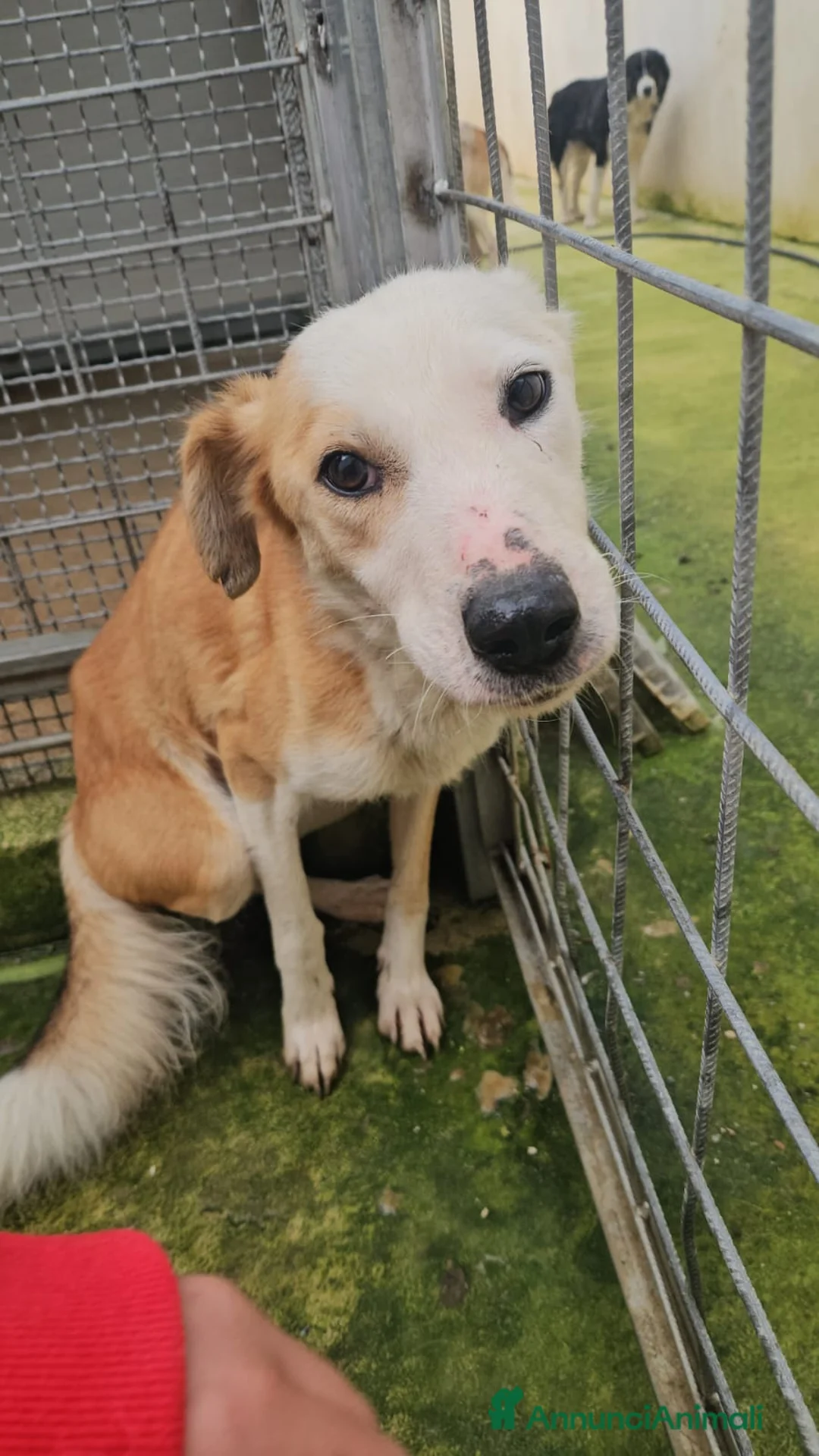 Meticcio cani in regalo: Gemma: dolce e sensibile  - Annuncio 2