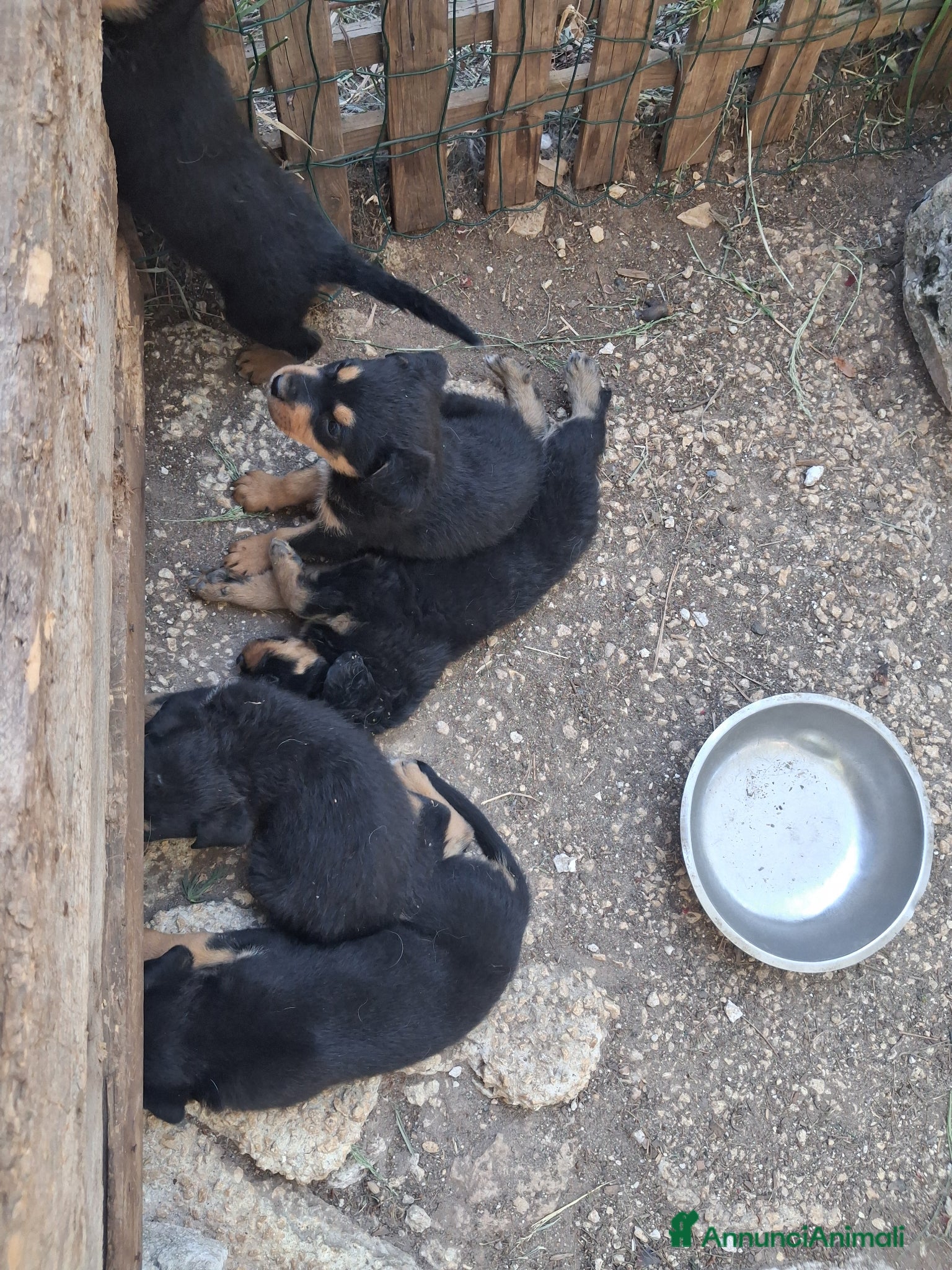 Rottweiler cani Cuccioli rottweiler incrocio pastore siciliano  - Annuncio 1