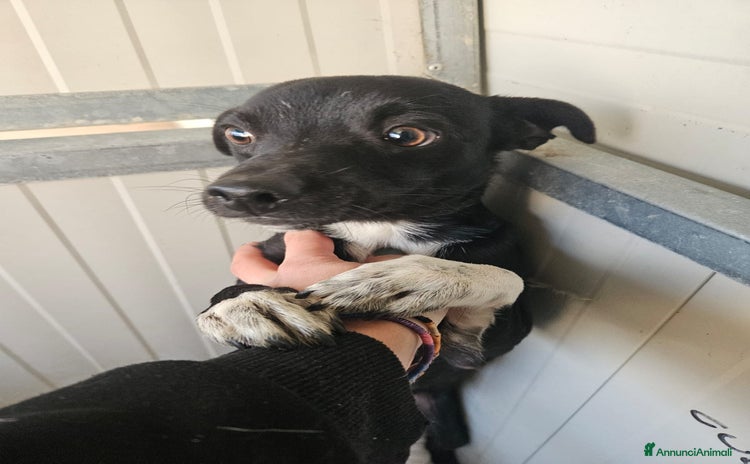 Meticcio cani Arrosto: taglia piccola, dolce e socievole  - Annuncio 4