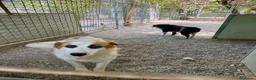 Meticcio cani in regalo: Sofia: amichevole e tranquilla, dolce con tutti  - Annuncio 5