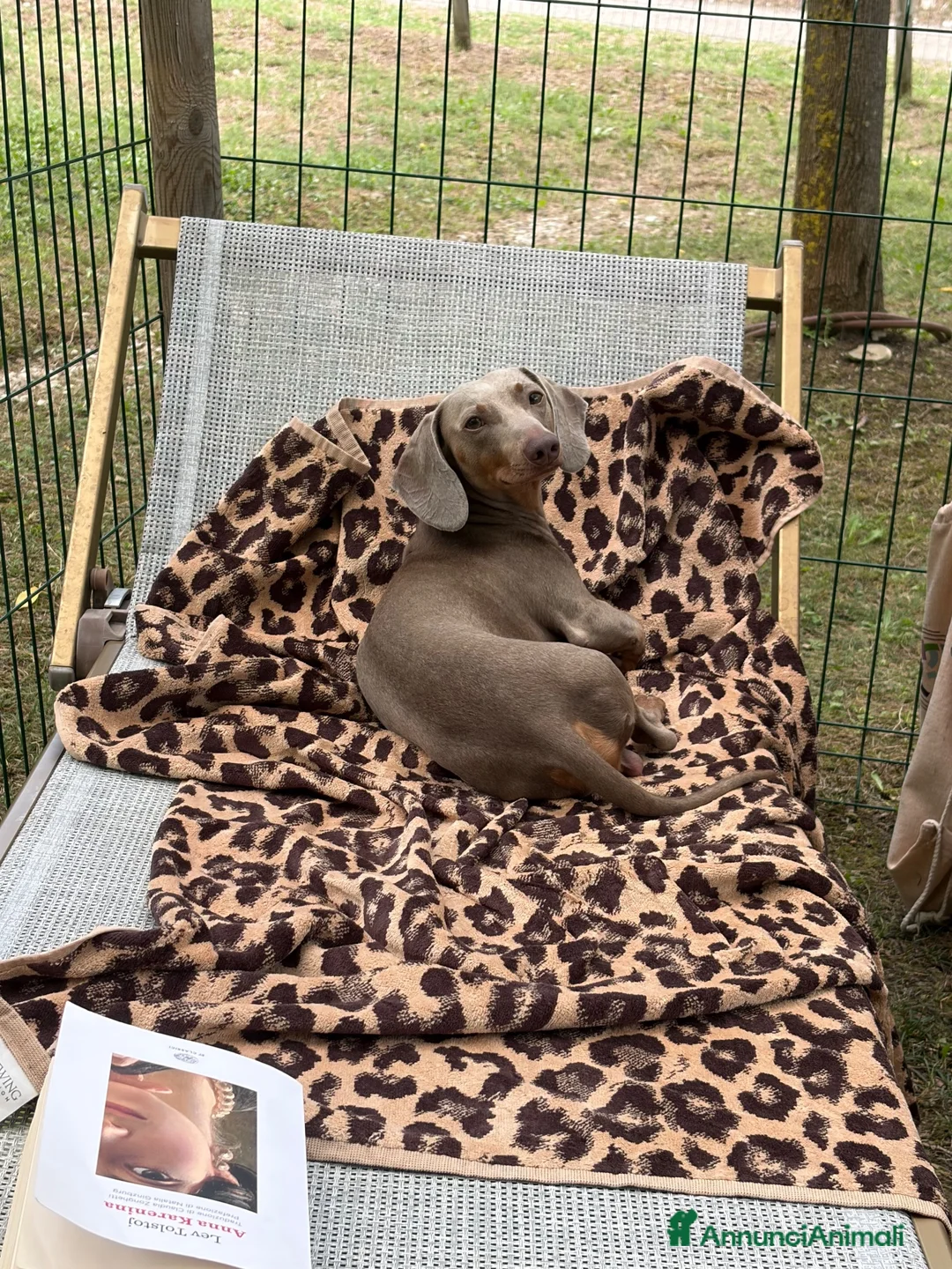 Bassotto Nano cani per accoppiamento: Spillo, disponibile per monta.  - Annuncio 2