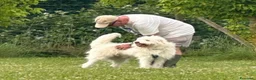 Meticcio cani in regalo: BUTTATO VIA DALLA SUA FAMIGLIA! a Città Metropolitana di Bologna - Annuncio 7