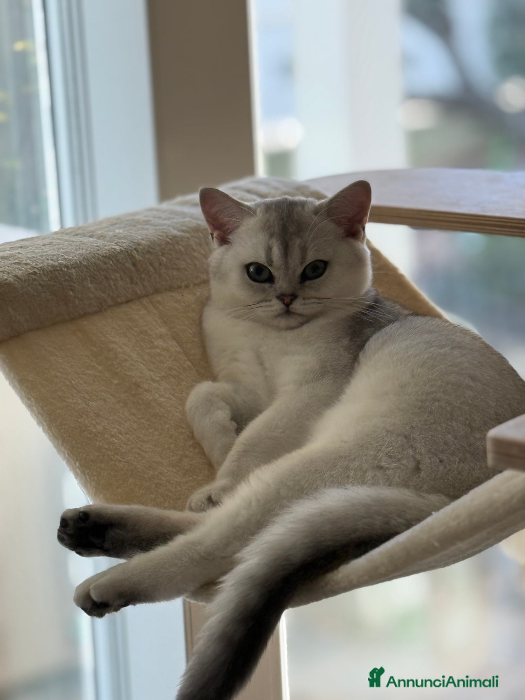 Scottish gatti in vendita: Scottish straight  - Annuncio 2