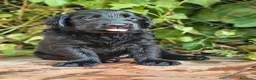 Flat Coated cani in vendita: Cuccioli flat coated retriever  - Annuncio 8