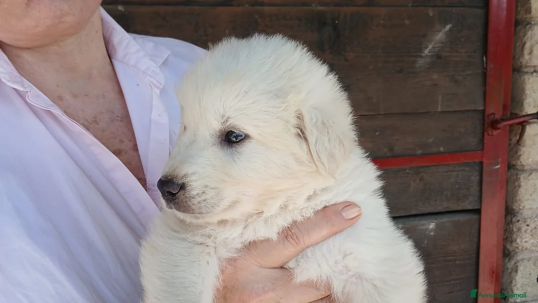 Meticcio cani in regalo: IL DOLCISSIMO SAM HA BISOGNO DI TE, IN ADOZIONE - Annuncio 4