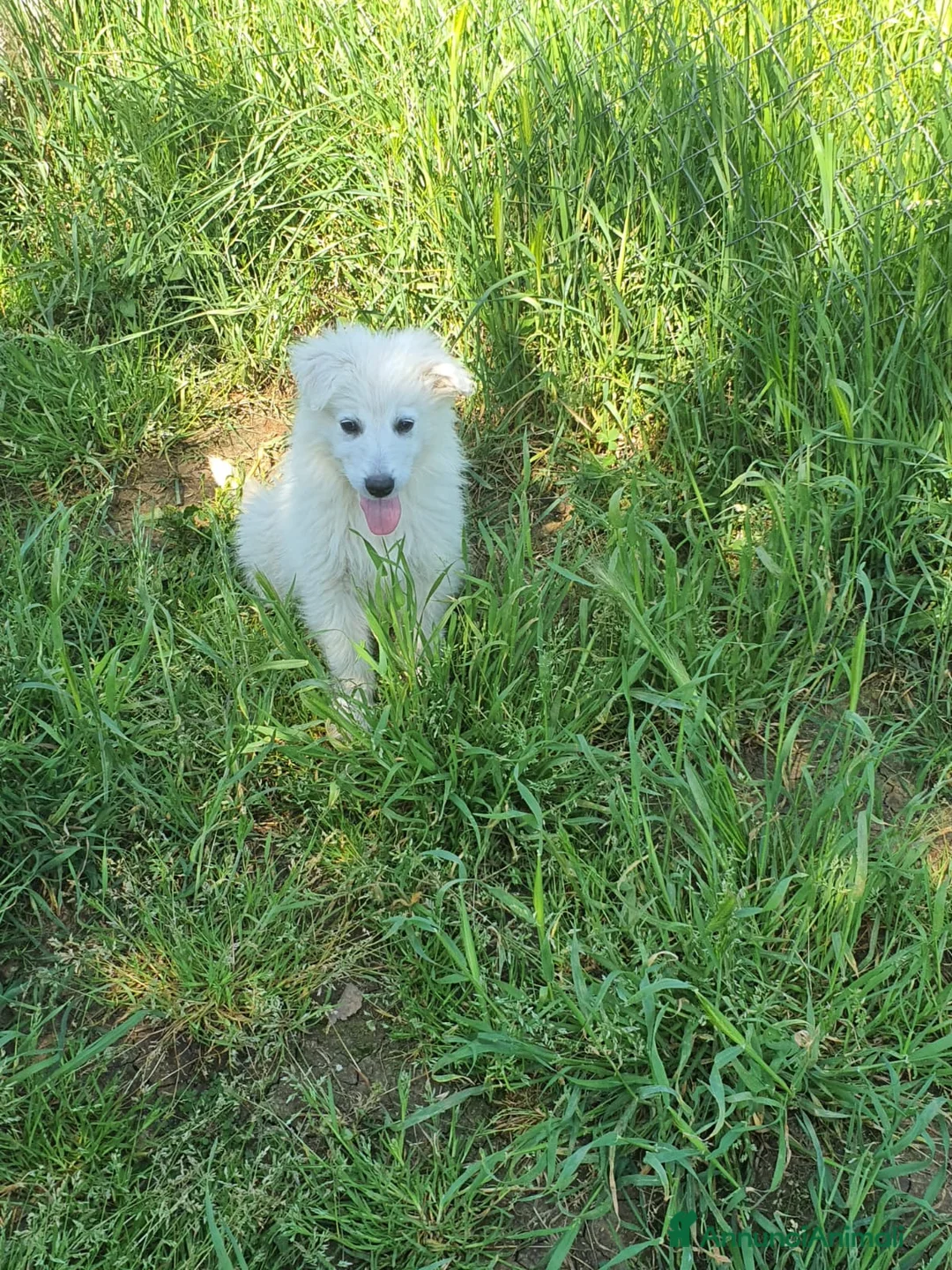 Pastore Maremmano cani in regalo: Meravigliosi maremmanini  a Provincia di Viterbo - Annuncio 10