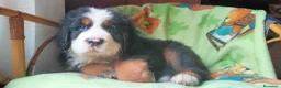 Bovaro del Bernese cani in vendita: Vendita cuccioli bovaro del bernese  - Annuncio 9