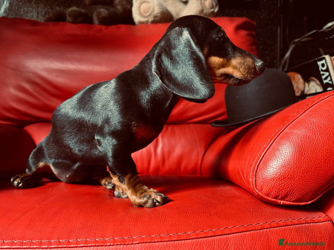 Bassotto cani in vendita: vendesi femina bassotto con pedigree  a Provincia di Asti - Immagine 2