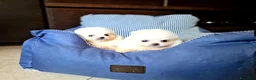 Spitz cani in vendita: Spitz di Pomerania NANO  - Annuncio 8
