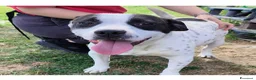 Bull Terrier cani in regalo: Rosa, cucciolona mix bull terrier - Annuncio 1