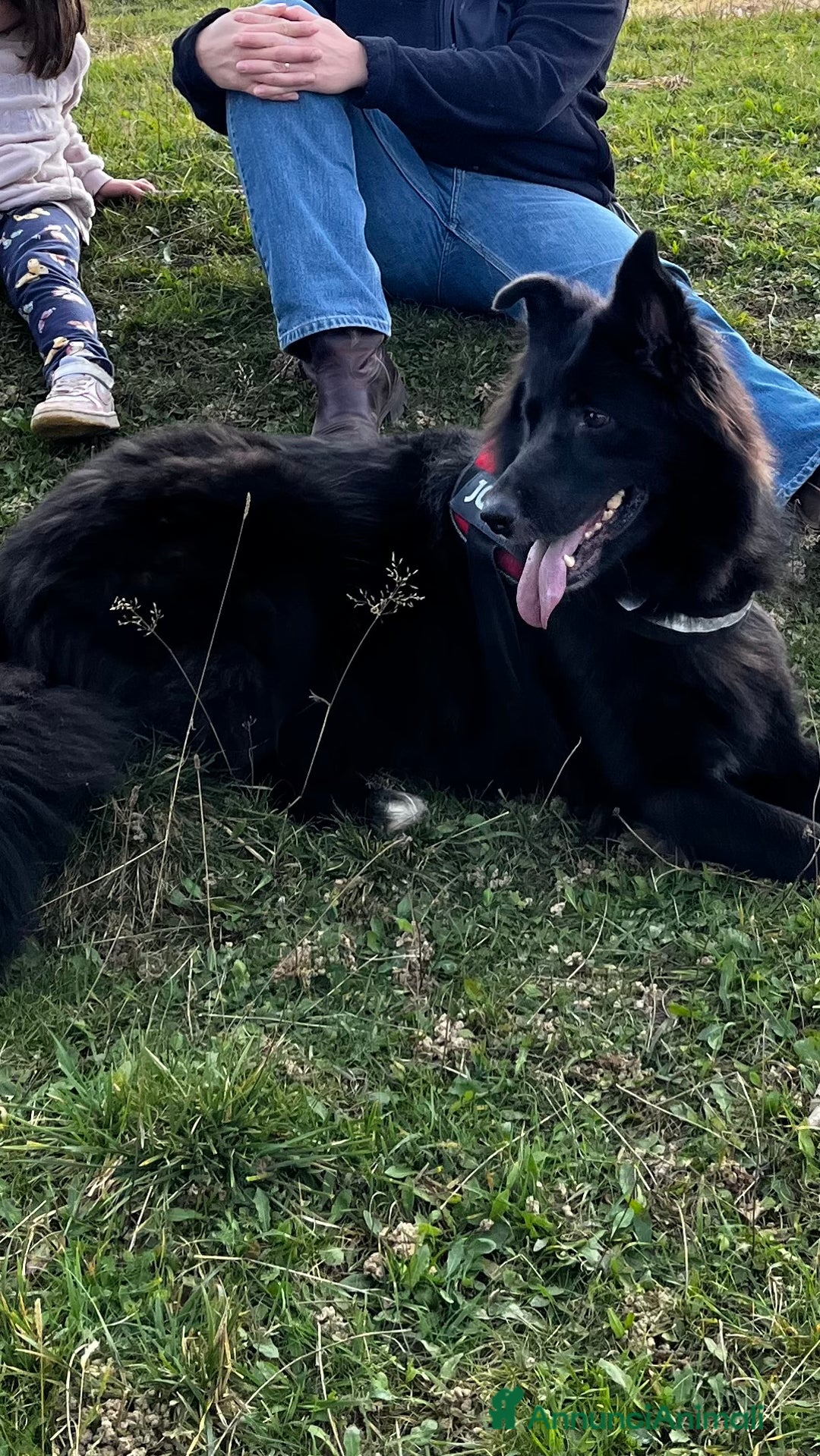 Pastore Belga cani in regalo: Coco incrocio pastore belga cerca casa 🏠  - Annuncio 1