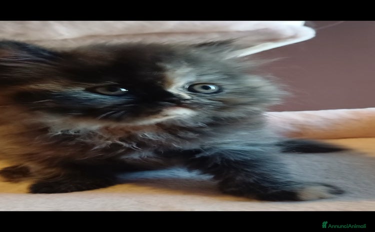Persiano gatti a Provincia di Ravenna - Annuncio 11