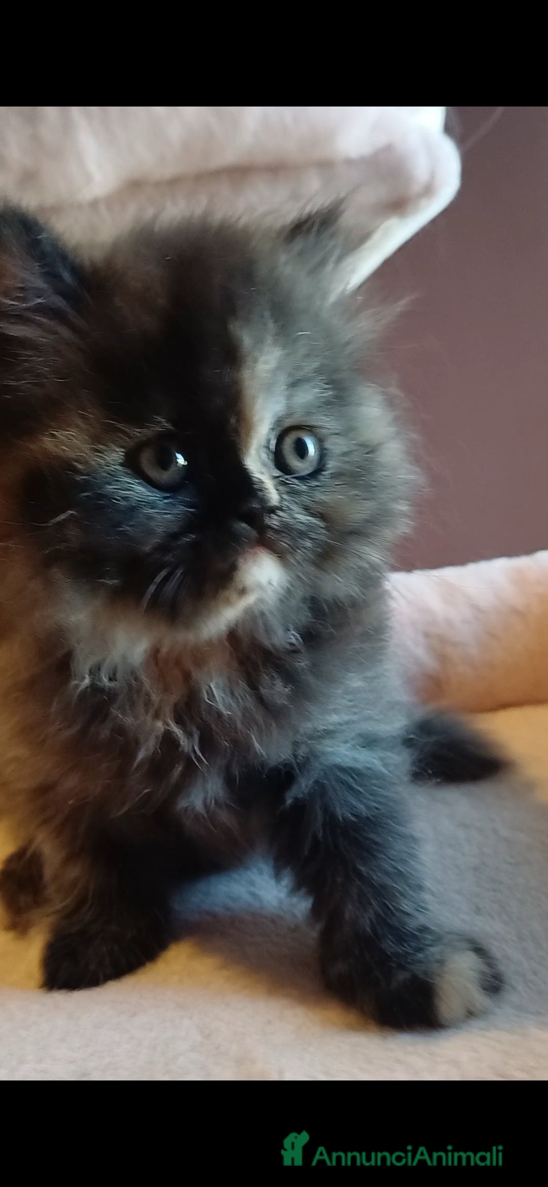 Persiano gatti in vendita: Cuccioli persiani  a Provincia di Ravenna - Immagine 1