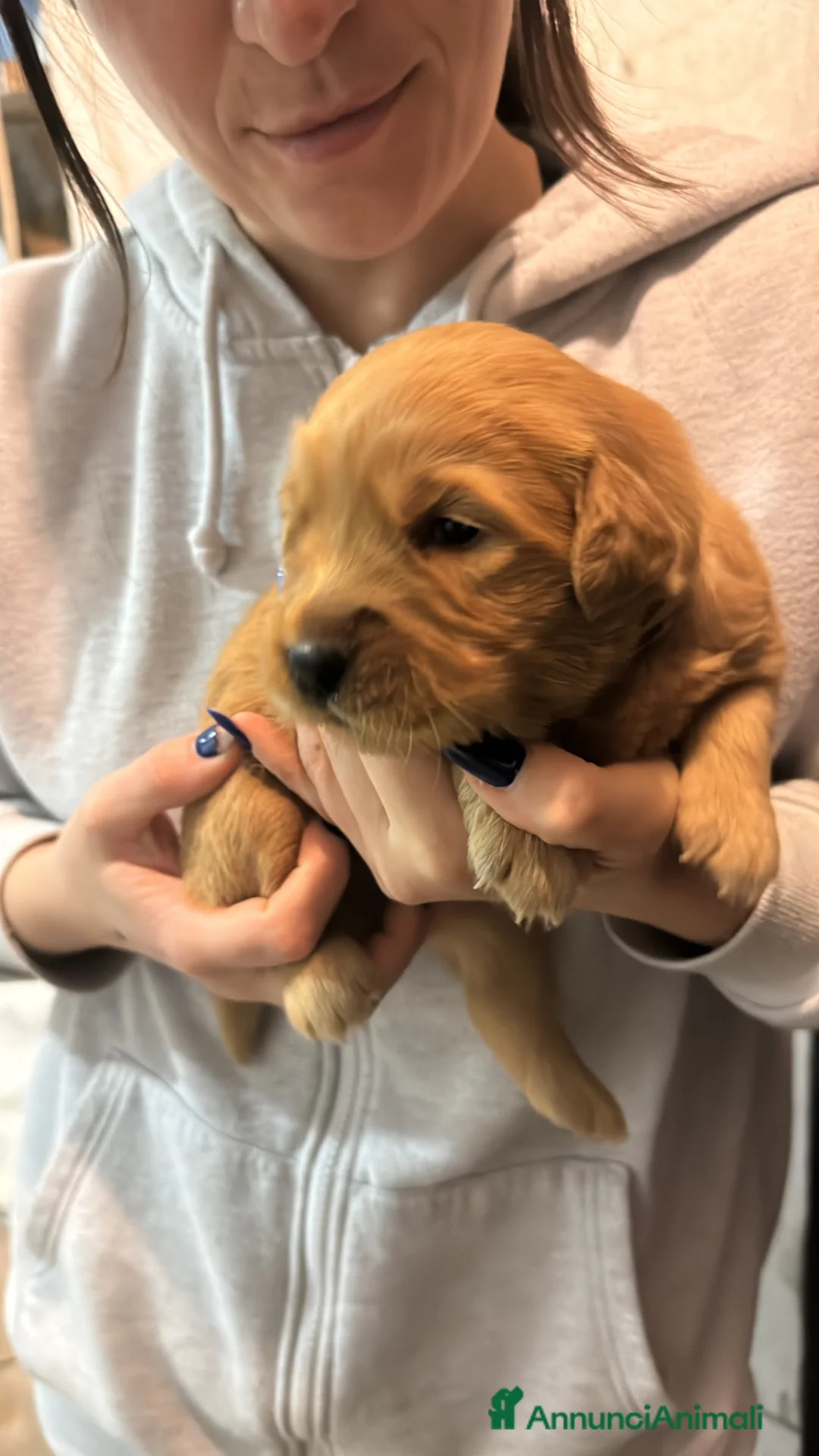 Golden Retriever cani in vendita: Disponibili ultimi cuccioli di Golden Retriever  - Annuncio 9