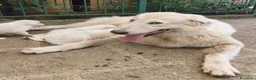 Pastore Abbruzzese Maremmano cani in vendita: Cuccioli di Pastore Maremmano con Pedigree a Città metropolitana di Roma Capitale - Annuncio 6