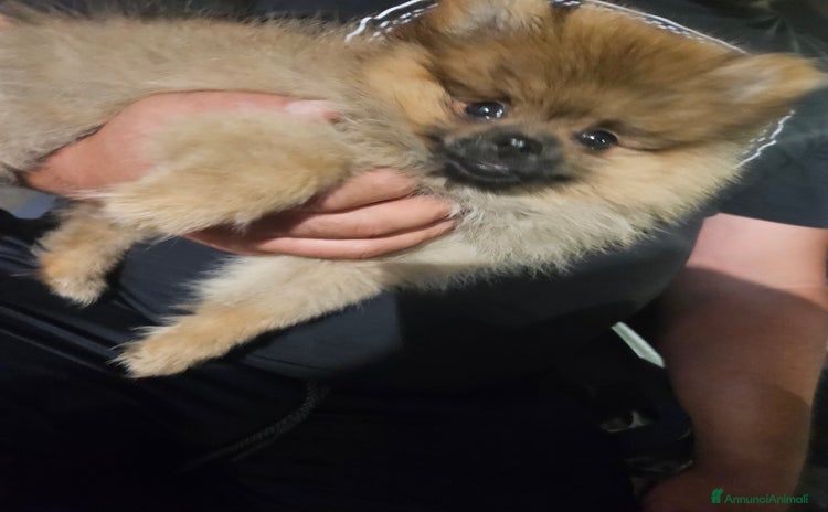 Volpino Pomerania cani a Città metropolitana di Roma Capitale - Annuncio 7