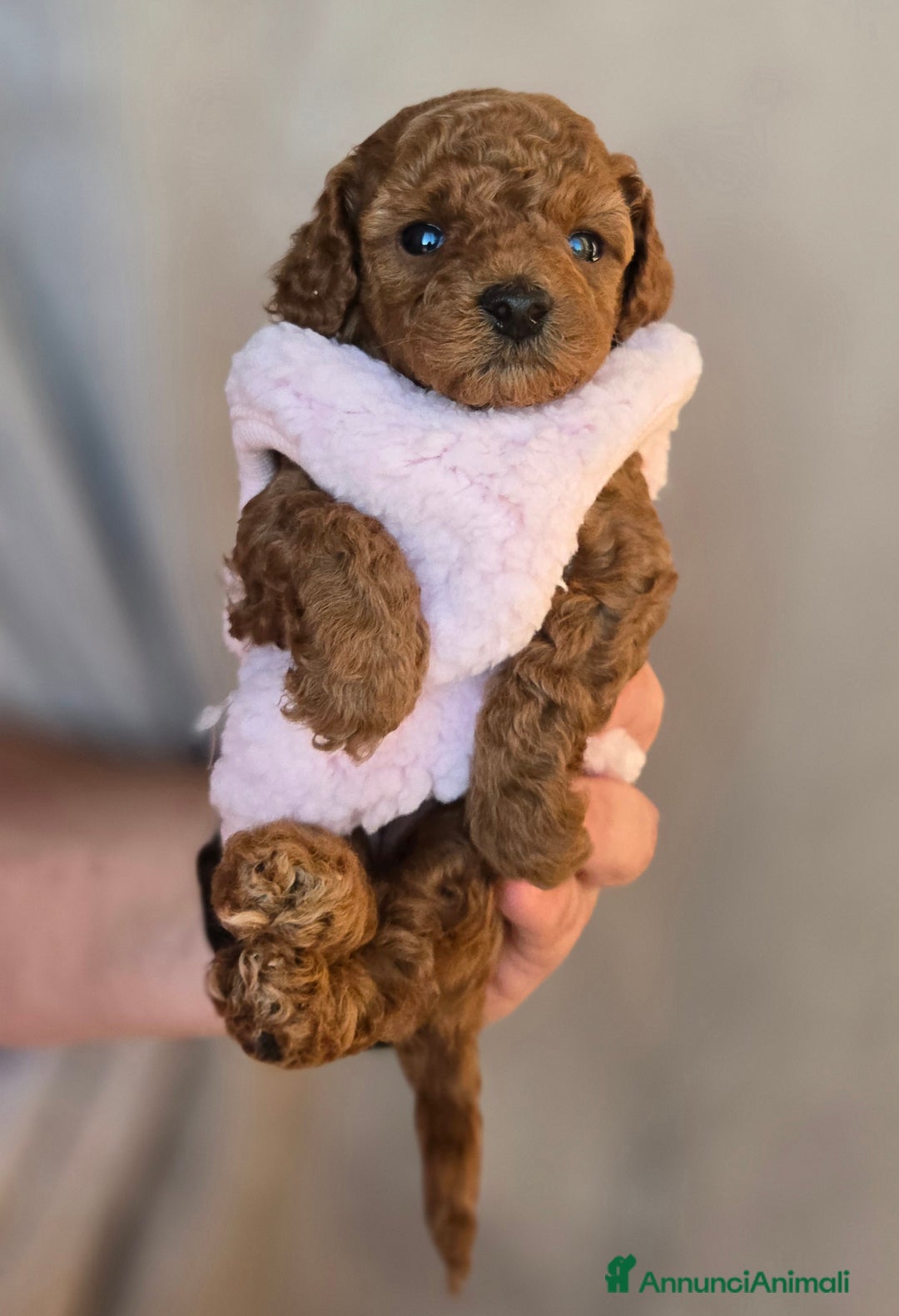 Barboncino Toy cani in vendita: Cucciola Barboncino Toy pedegree Enci  - Annuncio 7