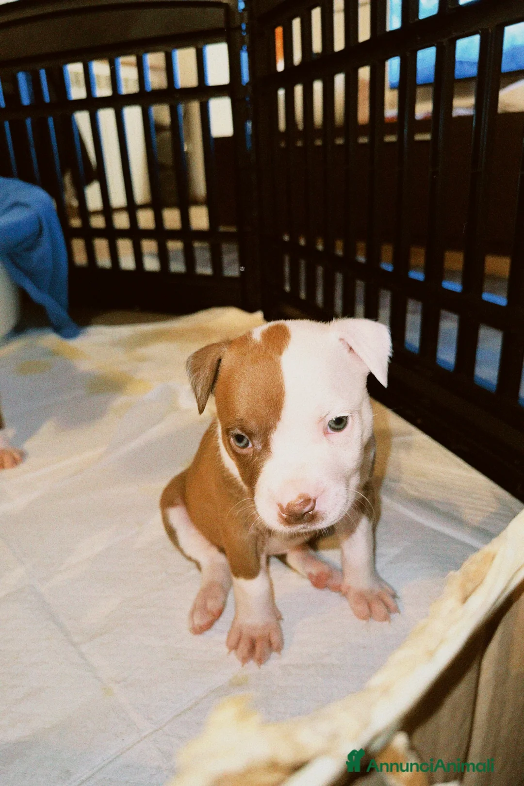 Pitbull cani in vendita: American Pitbull terrier rednose - Annuncio 5