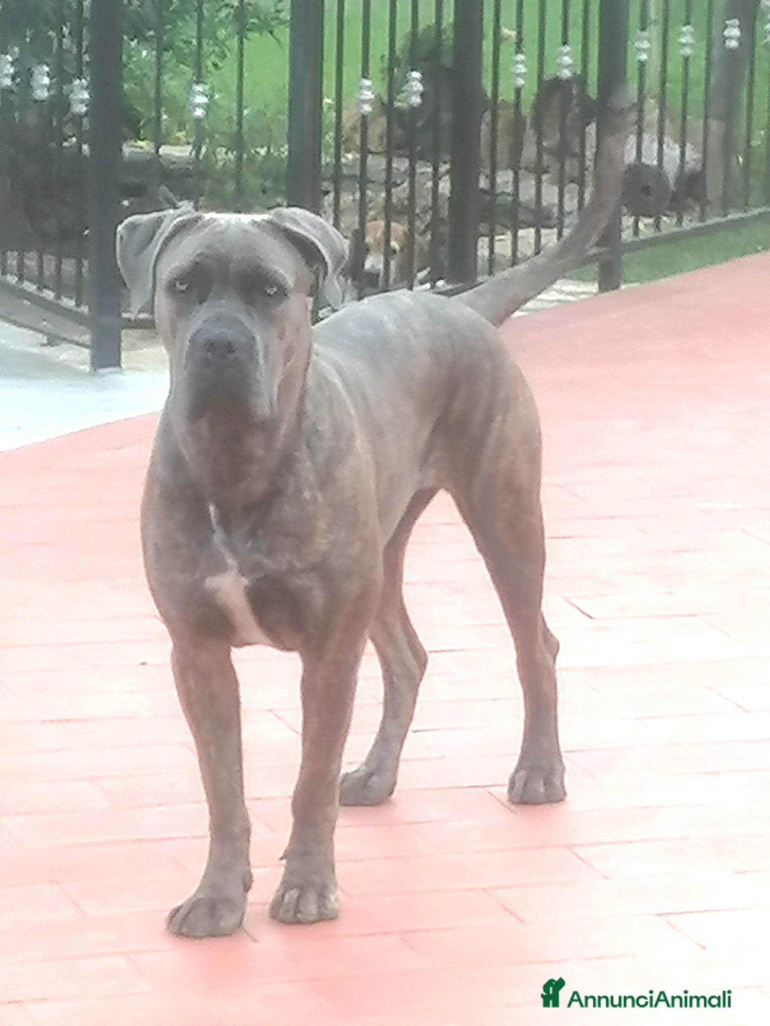 Cane Corso cani Cucciole Cane Corso  - Annuncio 2