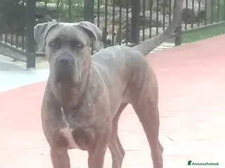Cane Corso cani Cucciole Cane Corso - Annuncio 2